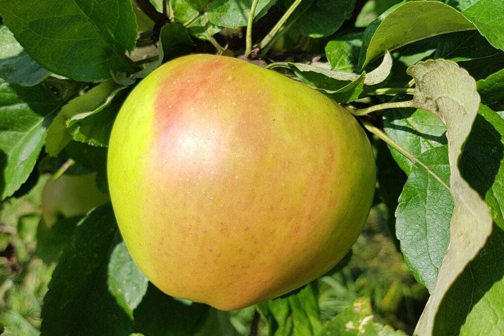 Rijpe Landsberger Renette hangend aan de appelboom
