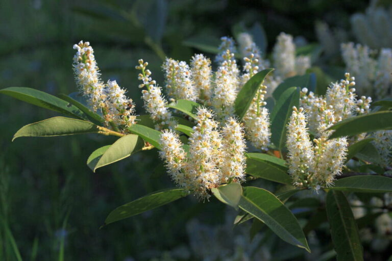 Laurierkers Herbergii: Eigenschappen, koopadvies & leveringsbronnen