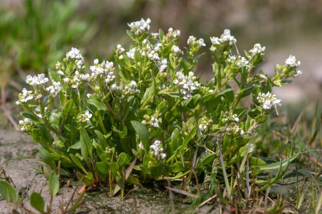 Cochlearia officinalis 
