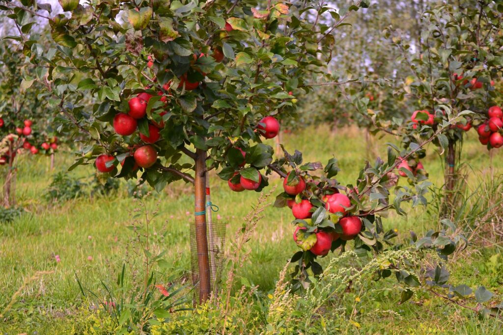 Appelboom van het ras Liberty met rijpe appels