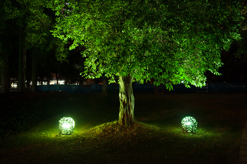 Bomen als lichtsculpturen