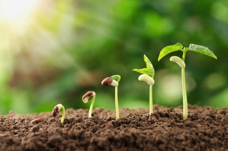 Lichte en donkere zaailingen: verschillen & lijst met planten