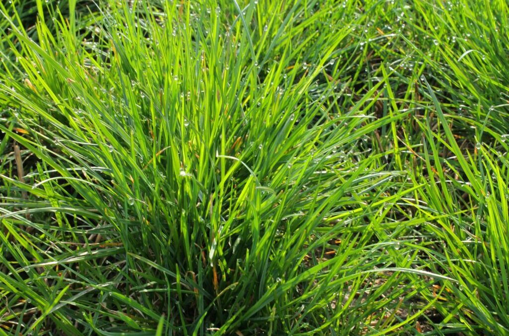Lolium perenne: Waarom het Duitse raaigras in geen enkel gazon mag ontbreken
