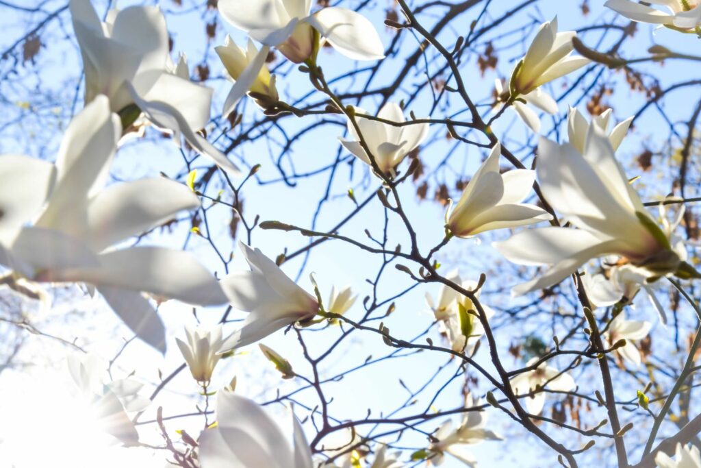 Magnolia boom witte bloesems aan takken