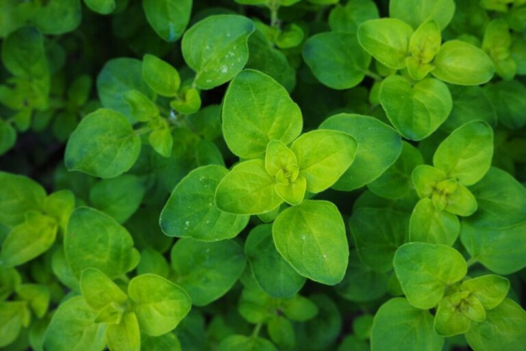 Marjolein en oregano: verschillen tussen twee verwante kruiden