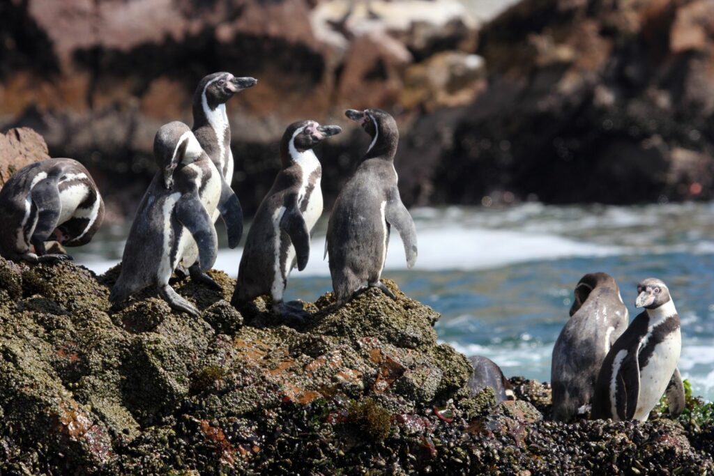 Humboldt Pinguïns