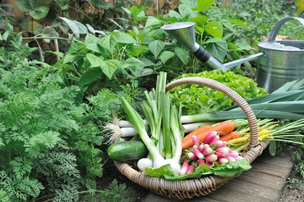 Mand met groenten in de tuin