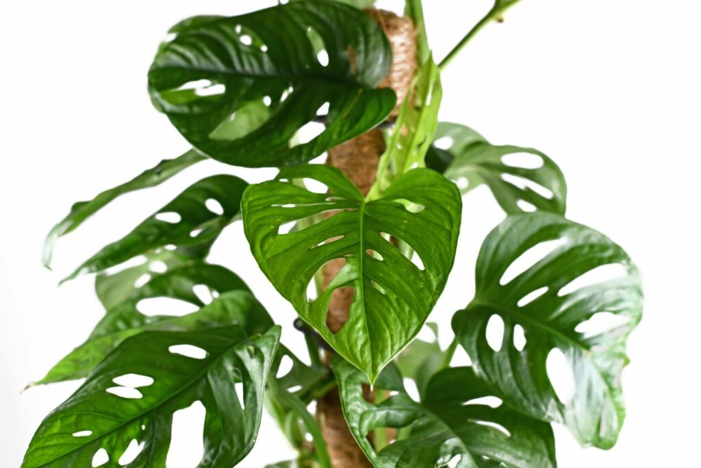 Monstera Monkey Leaf als kamerplant