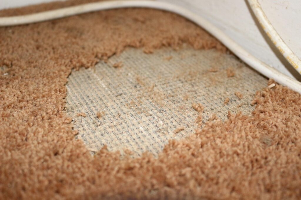 Motten in het tapijt