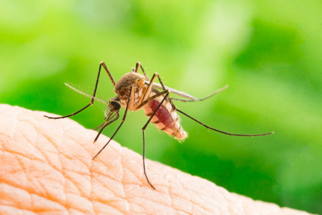 Bloedzuigende Aedes aegypti muggenbeet