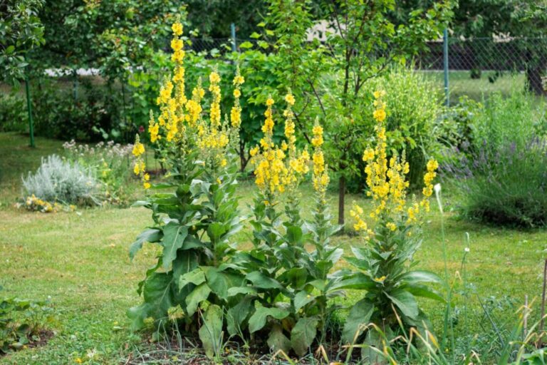 Mullein: bloem, soorten en geneeskrachtige werking
