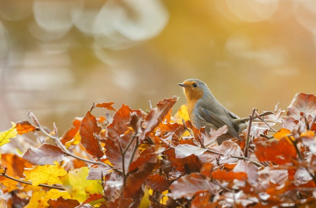 Natuurtuin in de herfst: Tuinieren in de natuurtuin