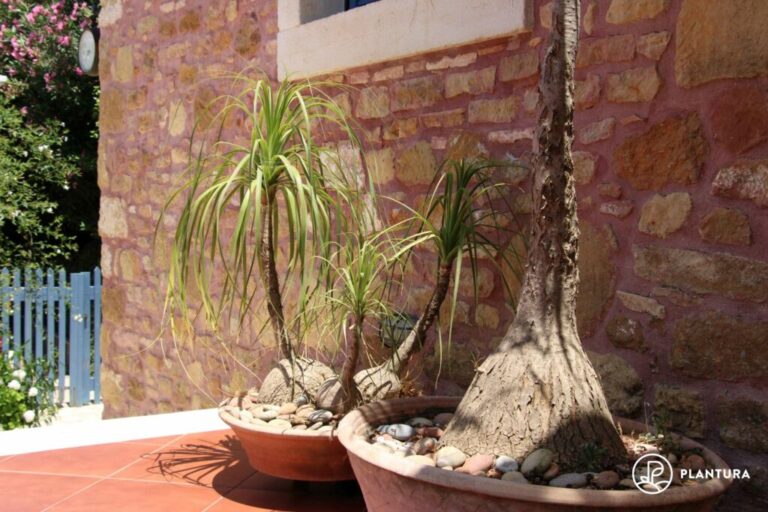 Olifantsvoet snoeien en verpotten (Pro Tips)