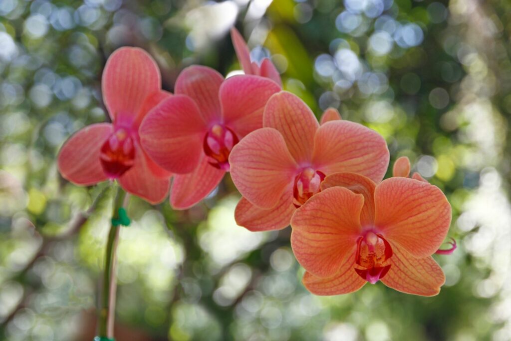Orchideeën bloemen