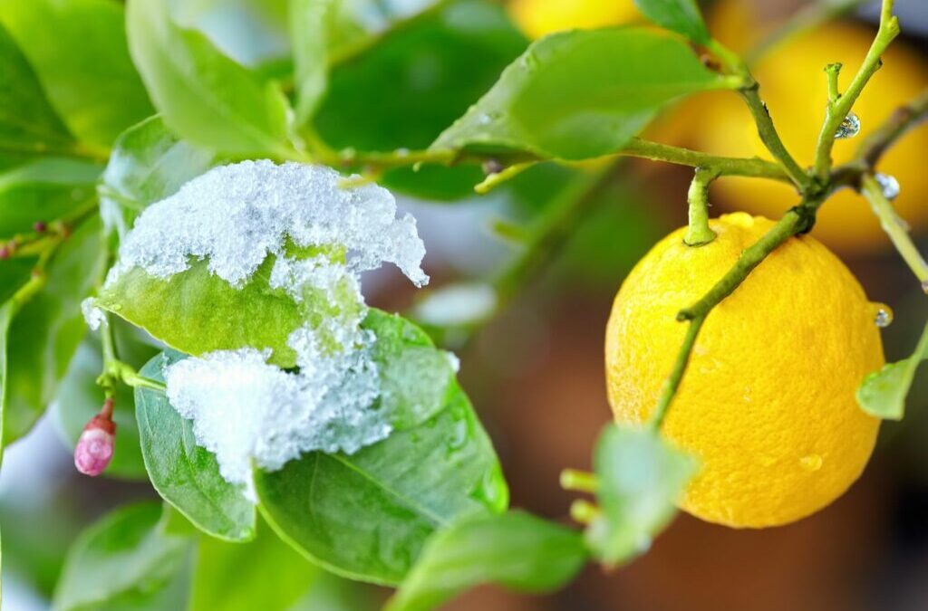 Overwintering van citrusplanten: temperatuur, locatie en verzorgingstips