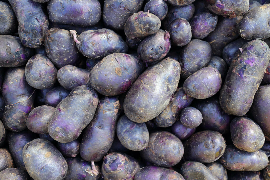 Aardappelen in paars