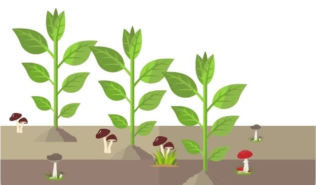 paddenstoelen in potplanten