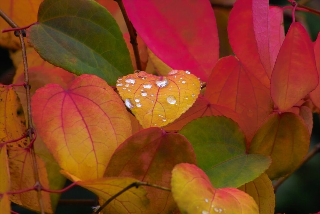 Kleurrijke bladeren van de Katsura-boom