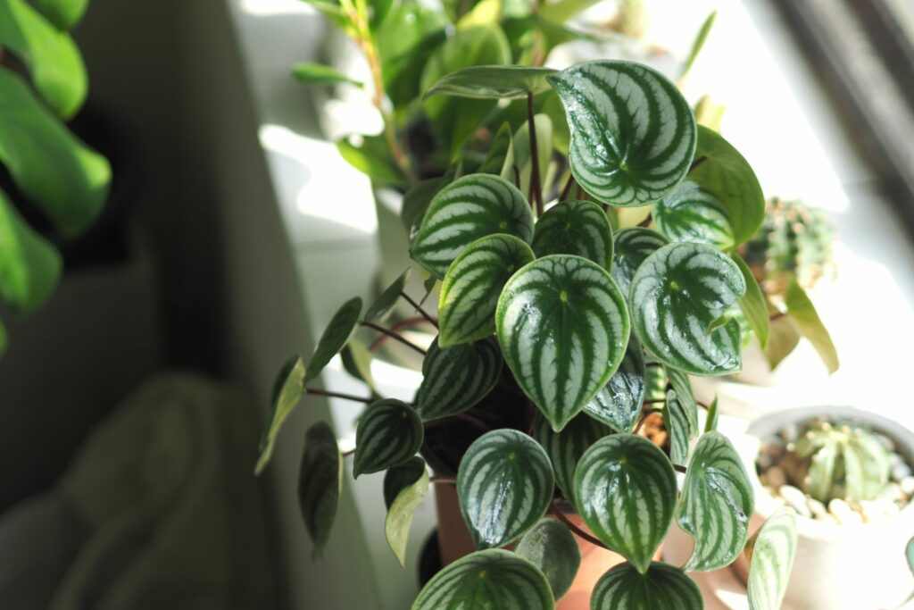 Peperomia op vensterbank