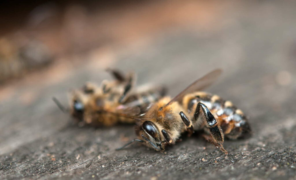 Dode bijen op tafel