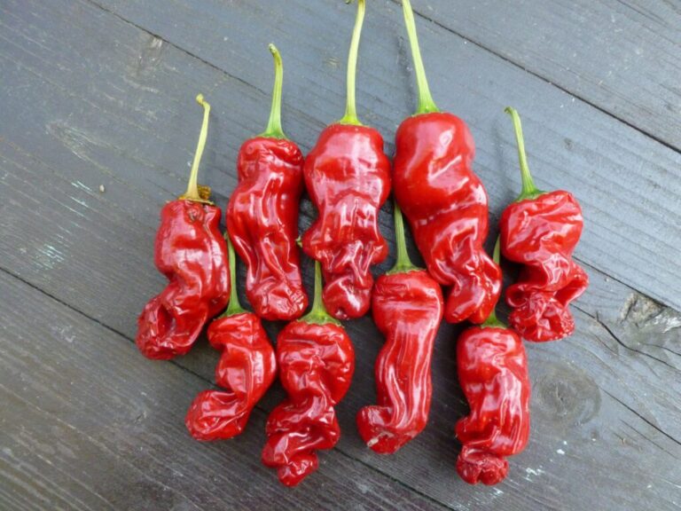 Peter Pepper (Penis Chilli): De speciale chili