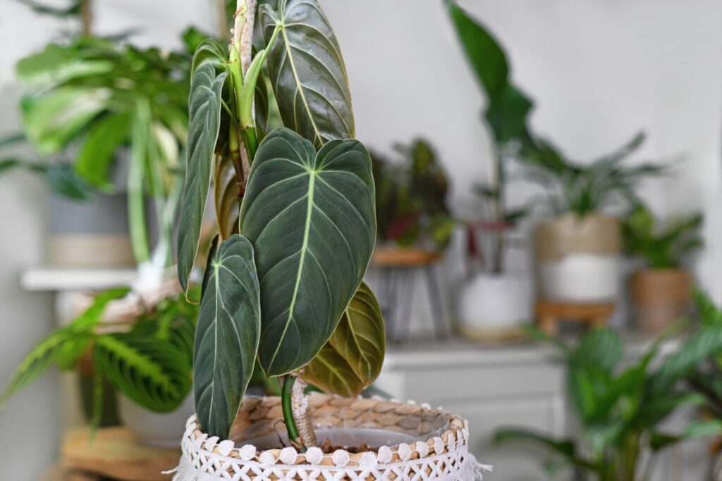 Philodendron als kamerplant
