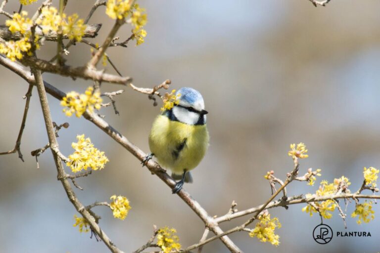 Pimpelmees: Gedetailleerd profiel & foto’s