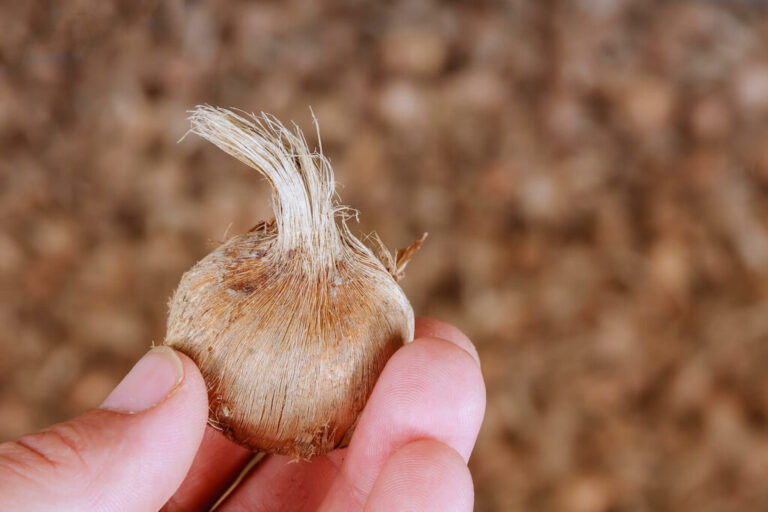 Plant krokus: Kweek de sierlijke bloemen in je eigen tuin