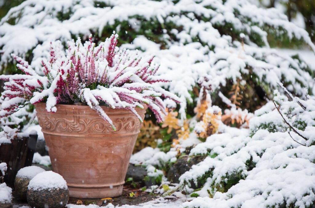 Planten goed overwinteren: 10 deskundige tips voor uw tuin