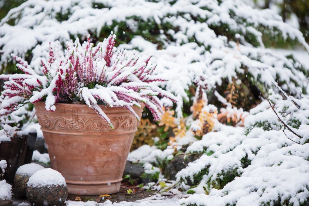 Plant in pot in de winter met sneeuw