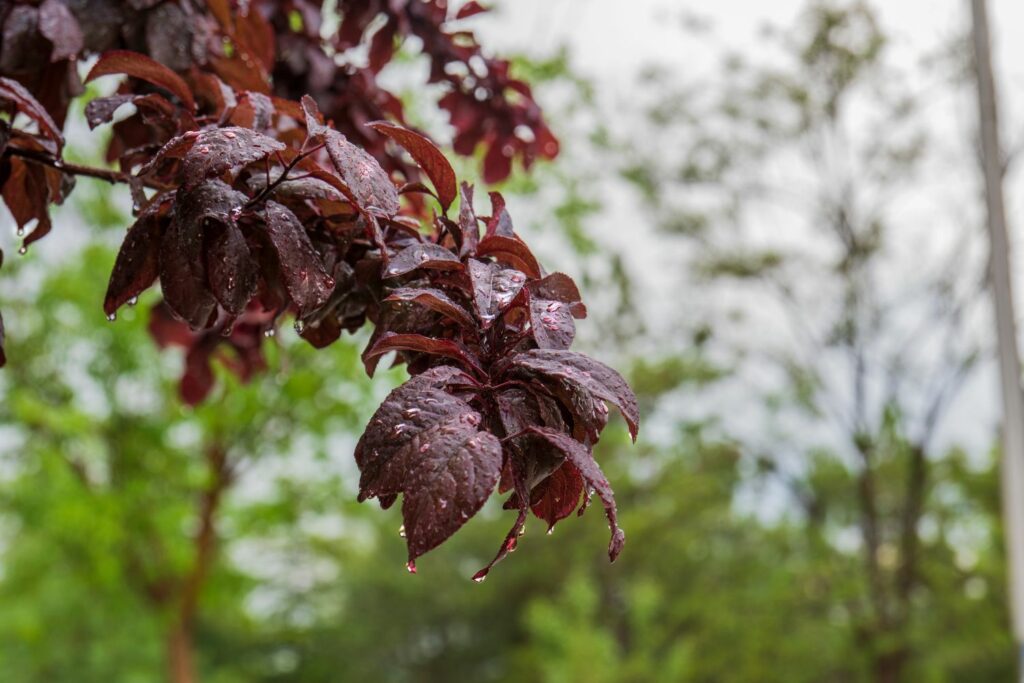 Pessimist vork herwinnen Planten met rode bladeren: de mooiste voor tuin & balkon - Agri World