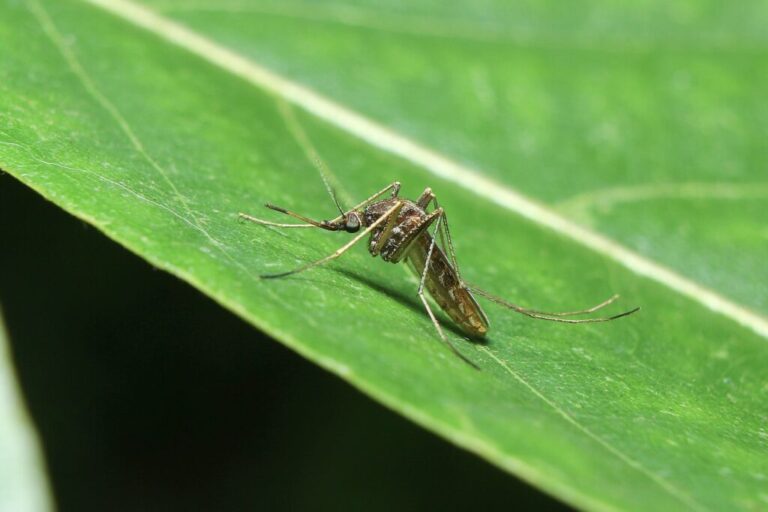 Planten tegen muggen: De 10 beste planten om muggen af te weren