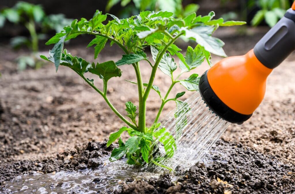 Planten water geven: Wanneer, hoe vaak & met welk water?