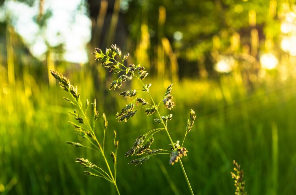 Poa pratensis: eigenschappen en gebruik van Kentucky bluegrass