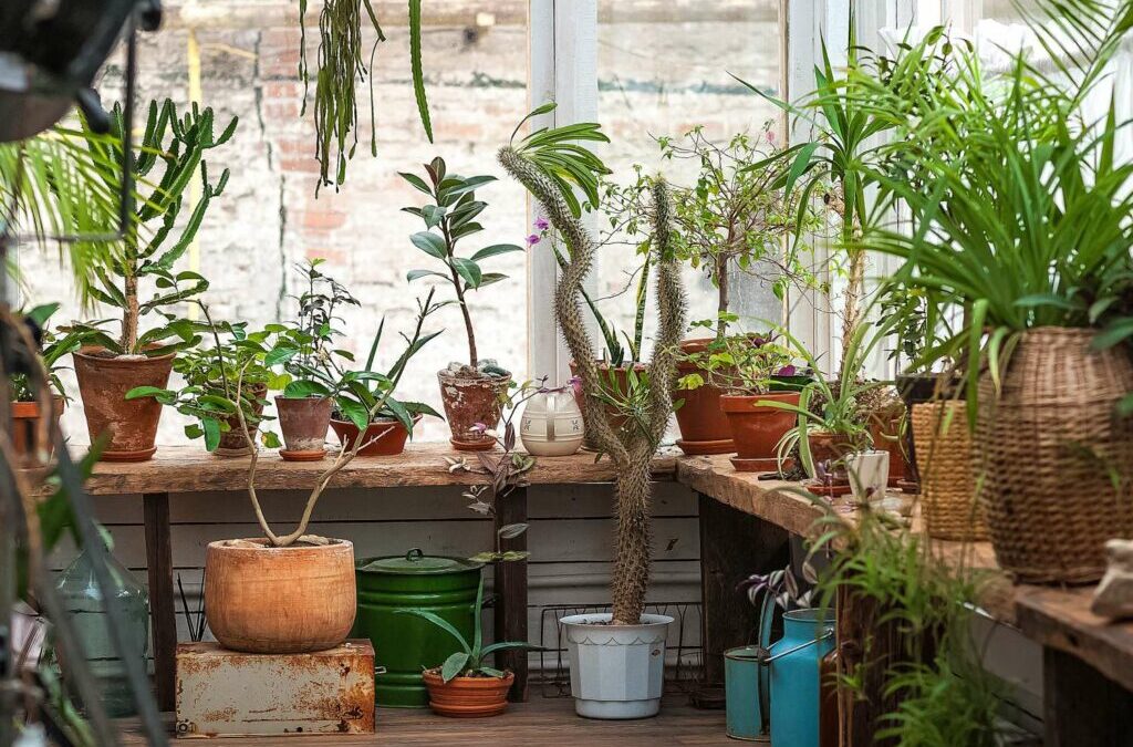 Potplanten overwinteren: hoe correct te werk gaan