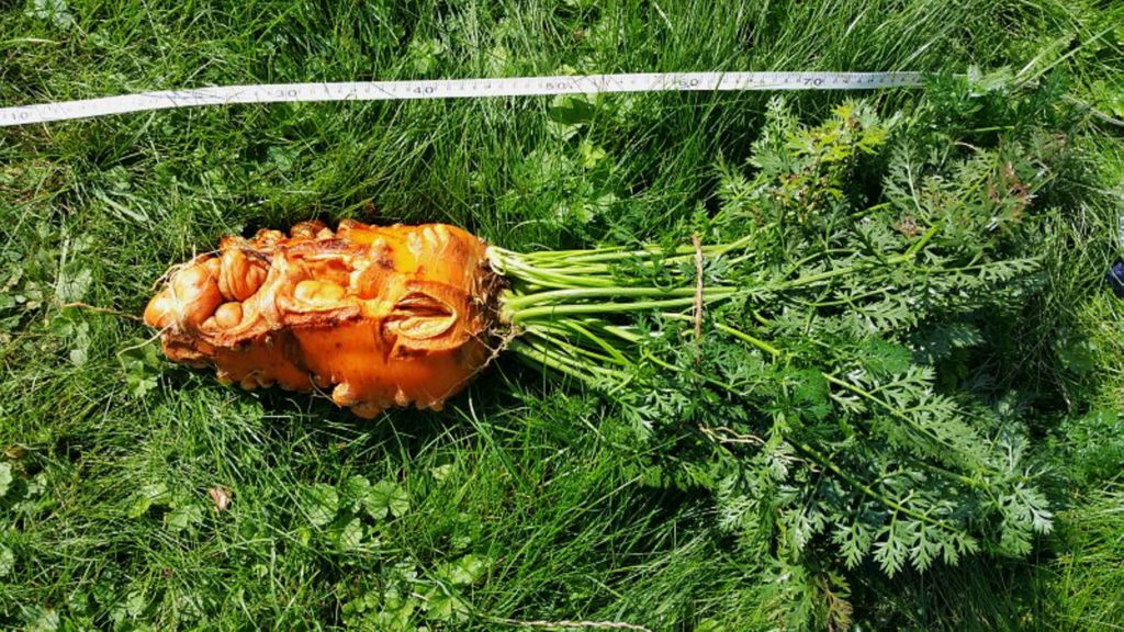 Reuze groente wortel op gras met meetlint