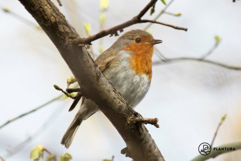 Robins: Alles over nest, eten & speciale functies