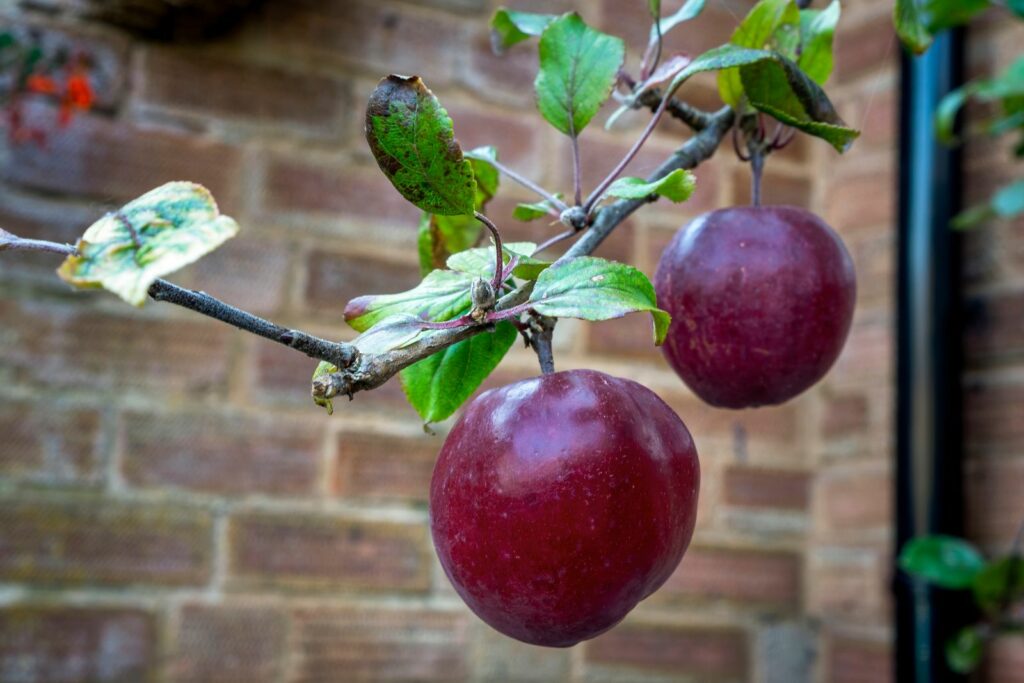 Appelboom met rijpe appels Rode herfst Calvarieberg