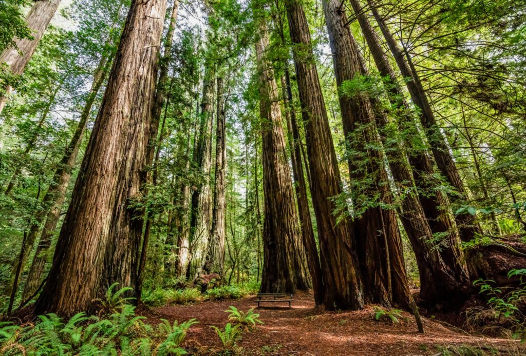 Snelgroeiende sequoia's
