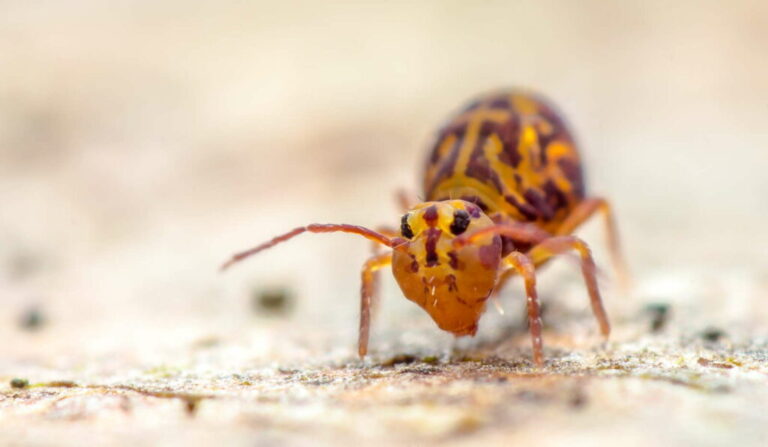 Springstaarten opsporen en met succes bestrijden
