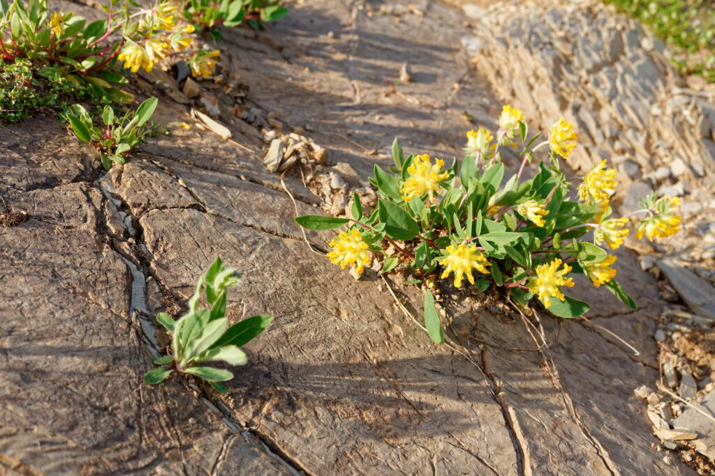 Nierwikke in rotsspleet met gele bloemen