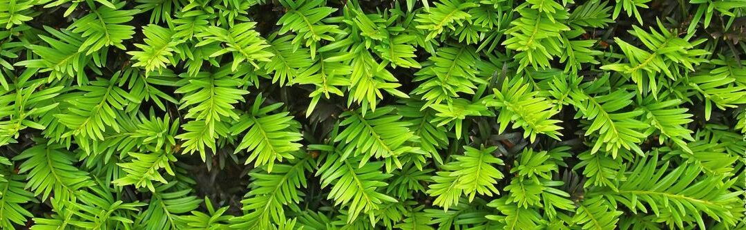 Taxus: alles wat u moet weten over de giftige naaldboom