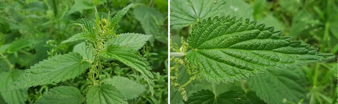 Tuinkruiden afrodisiaca: stimuleer op natuurlijke wijze uw liefdesleven
