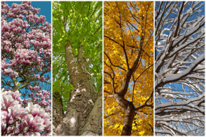 Zicht op de boomkroon in de vier seizoenen