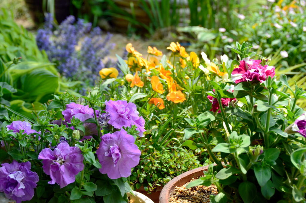 Kleurrijke bloemen in de tuin