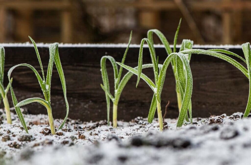 Verhoogd bed in de winter: Planten en overwinteren