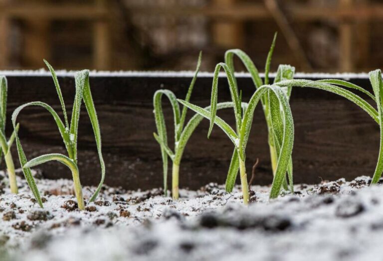 Verhoogd bed in de winter: Planten en overwinteren