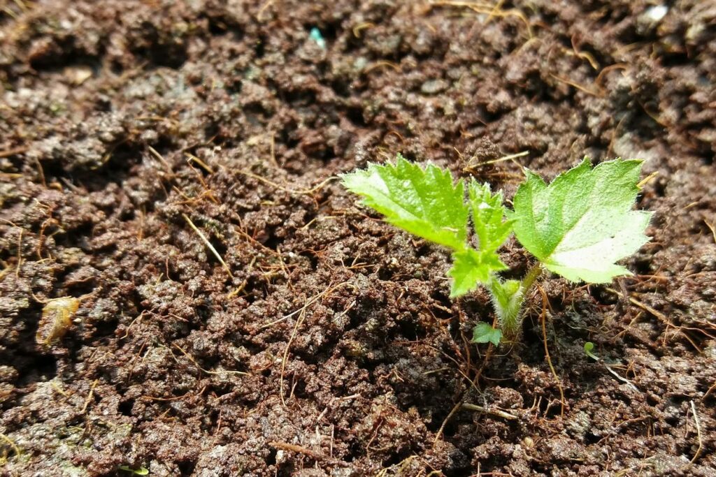 Jonge bramenplant in de grond in de tuin