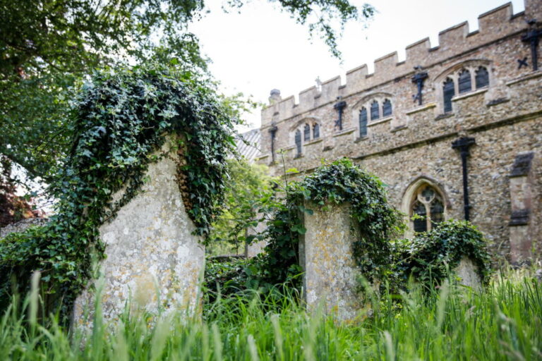 Vermeerder klimop: Professionele tips voor vermeerdering door stekken & uitlopers