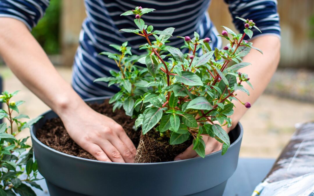 Verpotten: meer ruimte voor geliefde planten